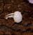 Moonstone Sterling Silver Adjustable Ring